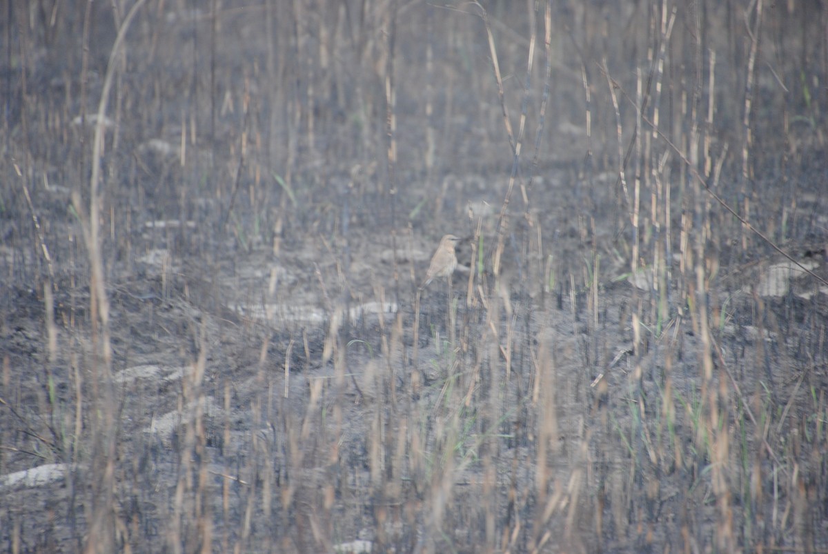 Isabelline Wheatear - ML619367868