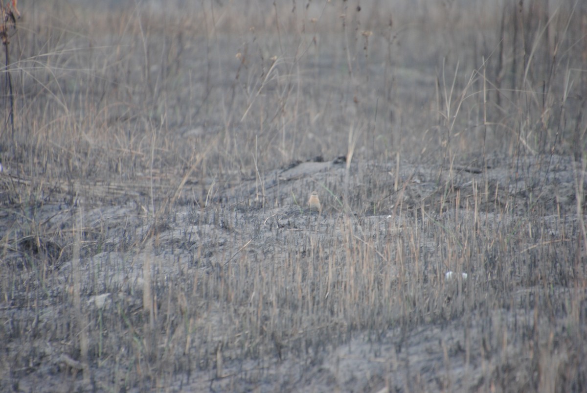 Isabelline Wheatear - ML619367869