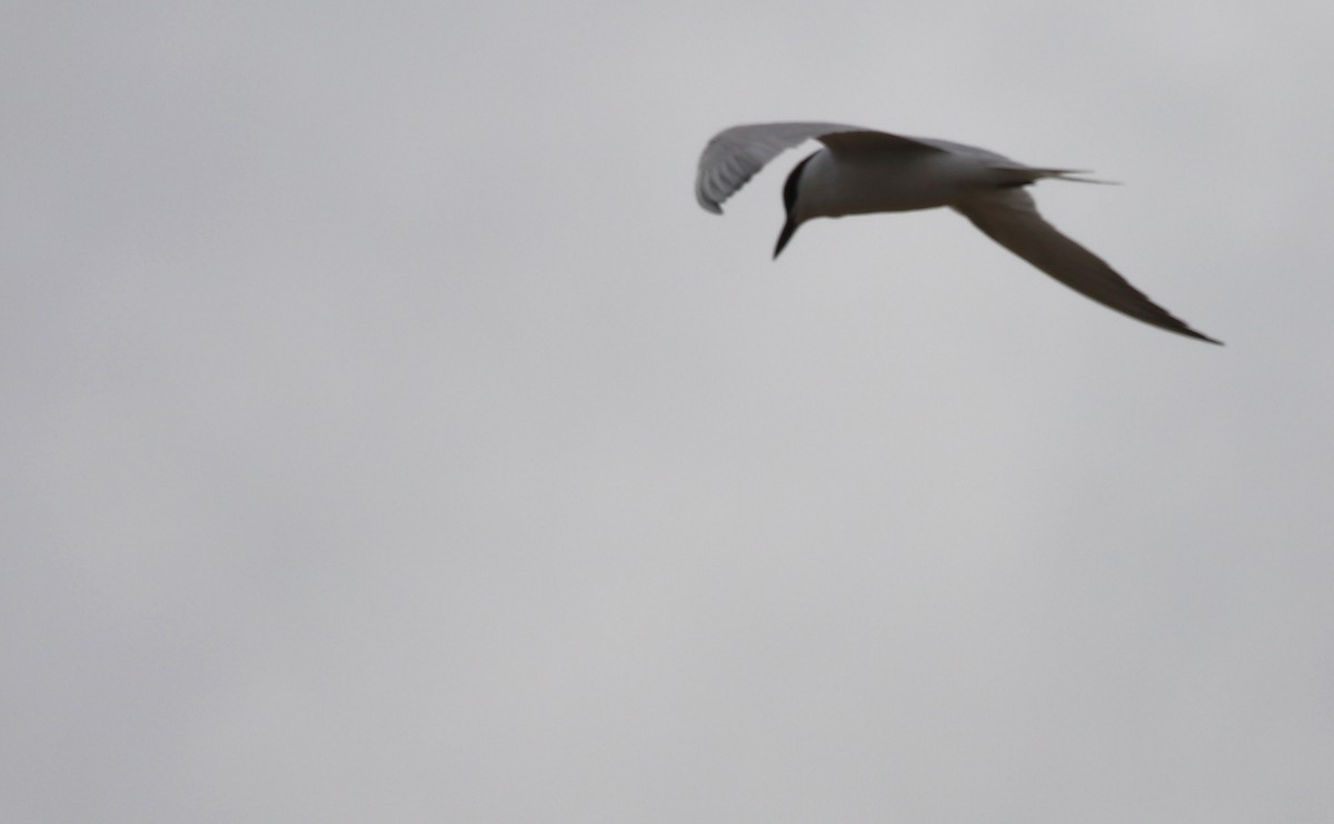 Gull-billed Tern - Rob Bielawski