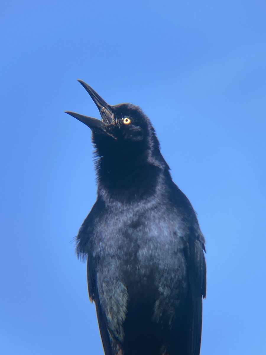 Great-tailed Grackle - Tori R.