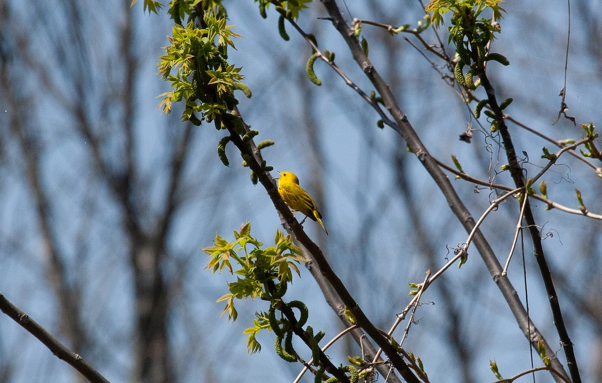 Yellow Warbler - Catherine Paquet