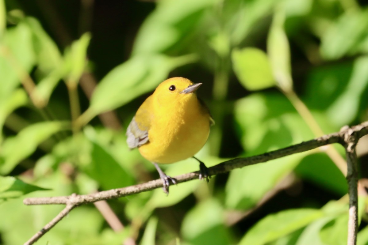 Prothonotary Warbler - Jack Hagan