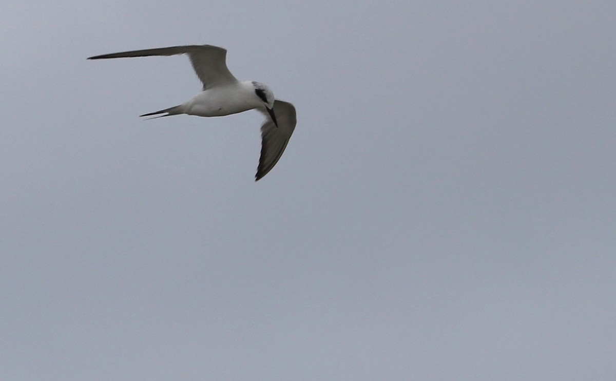 Forster's Tern - ML619367901