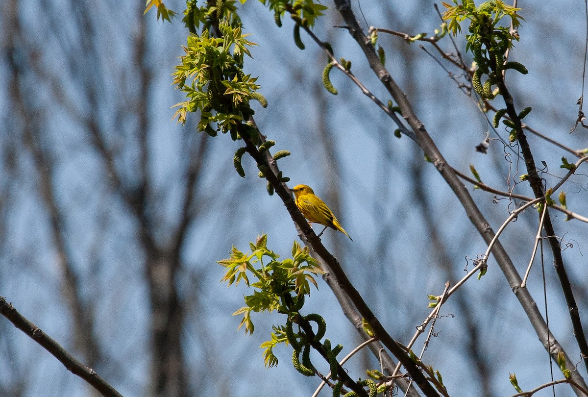 Yellow Warbler - Catherine Paquet