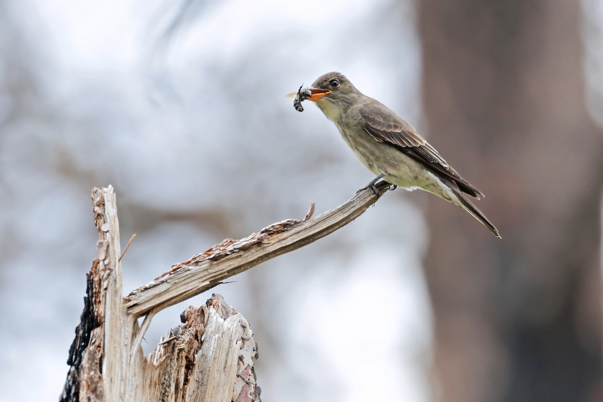 Olive-sided Flycatcher - Nathan Wall