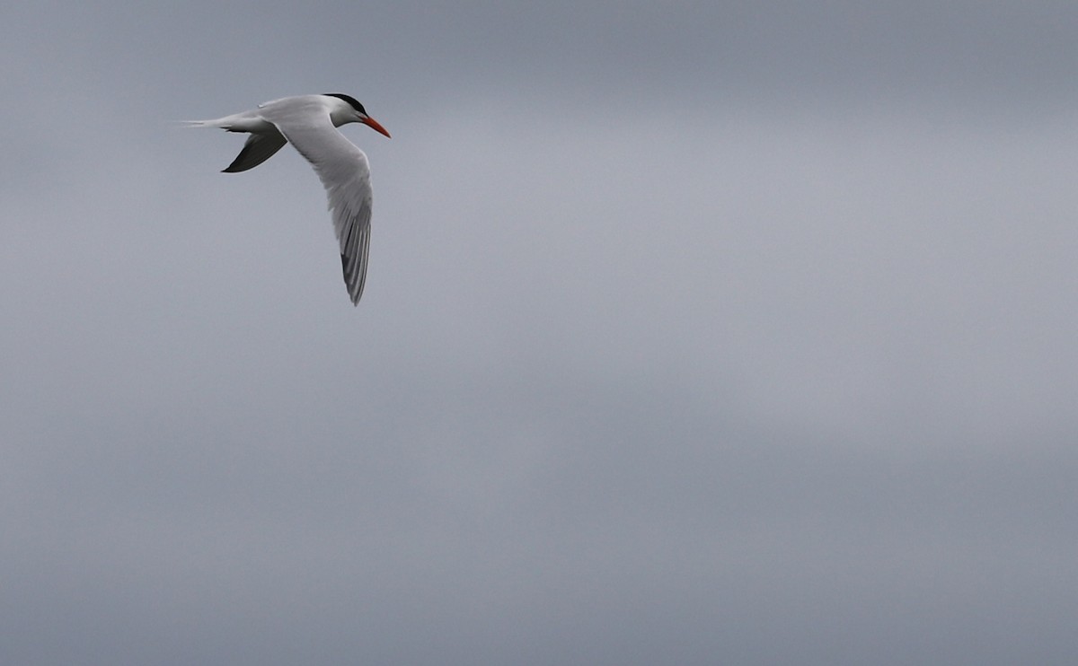 Royal Tern - ML619367926