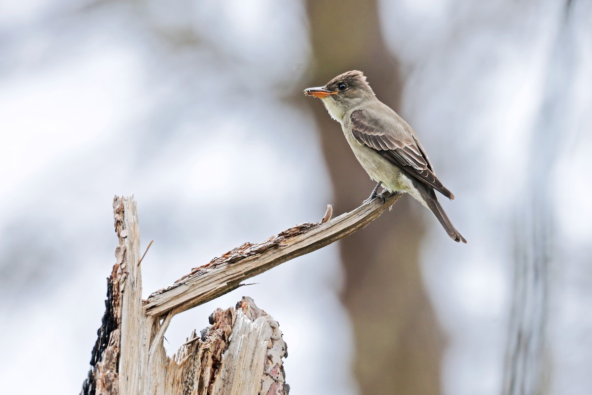 Olive-sided Flycatcher - Nathan Wall