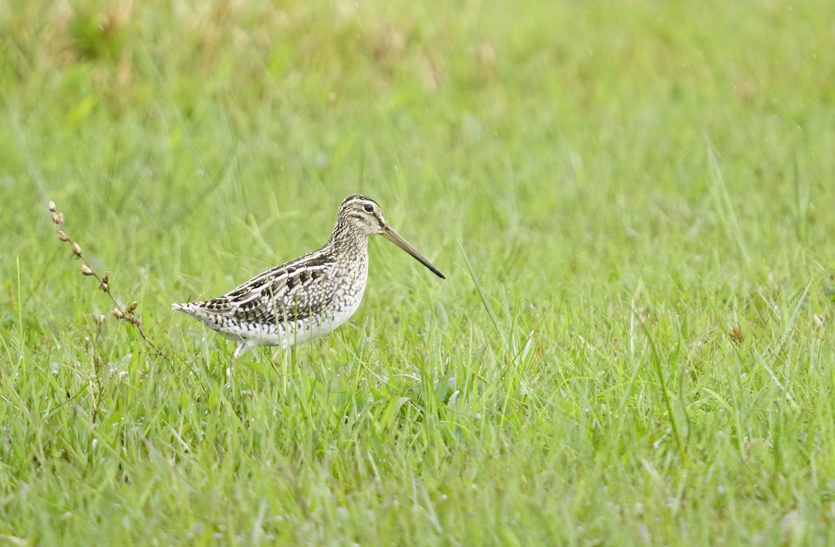 Pantanal Snipe - Adrian Antunez