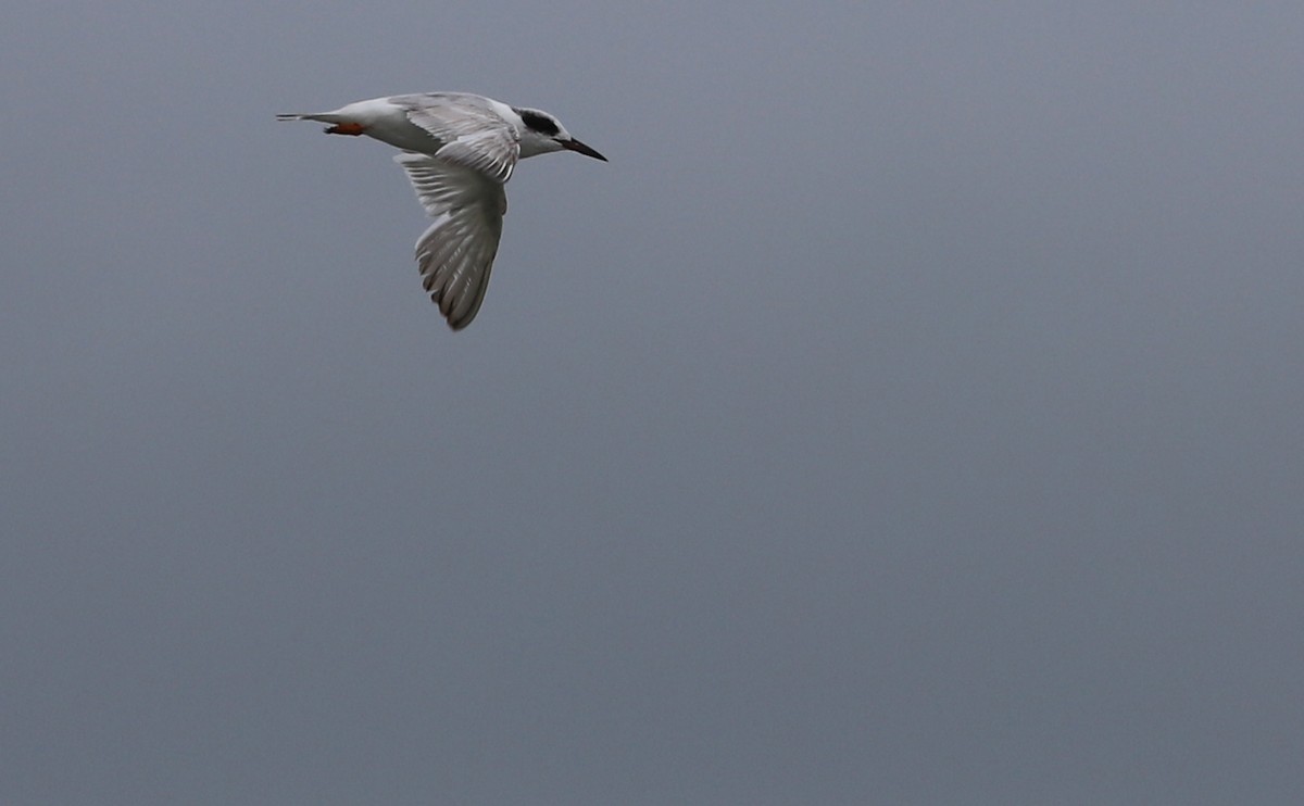 Forster's Tern - ML619367947