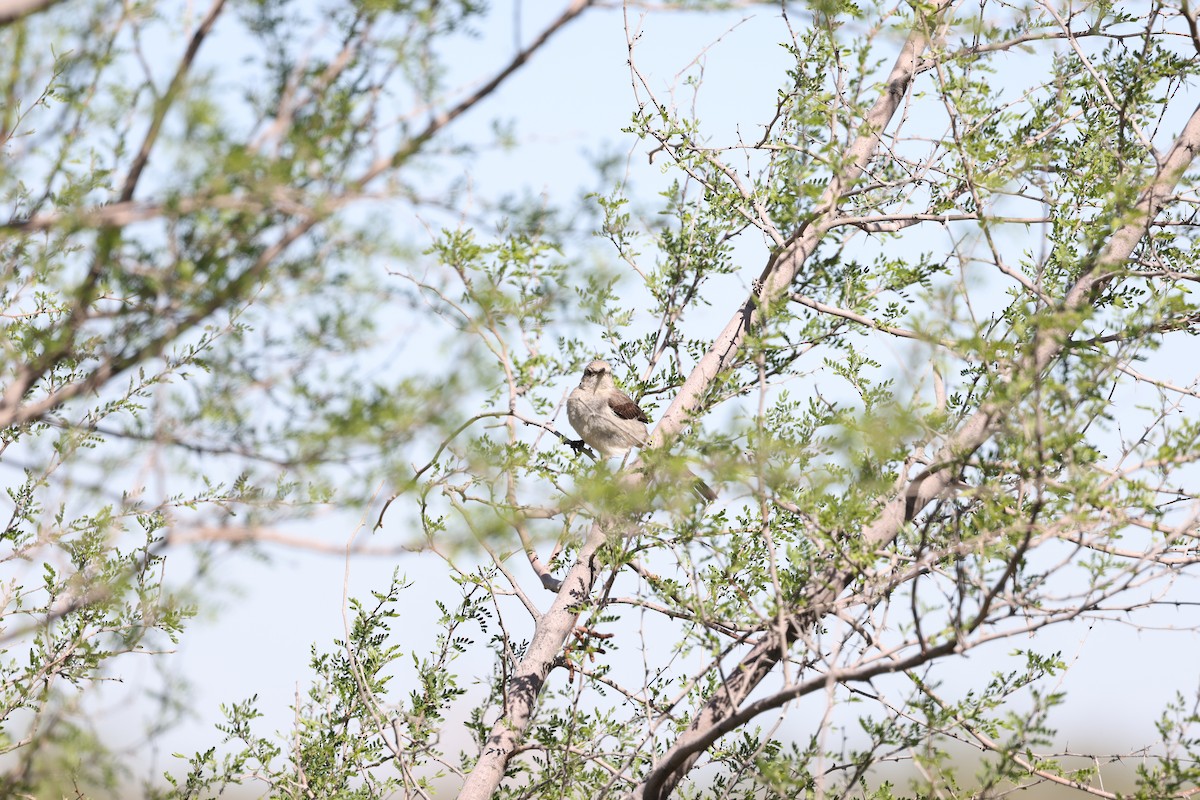 Northern Mockingbird - Laura Crago