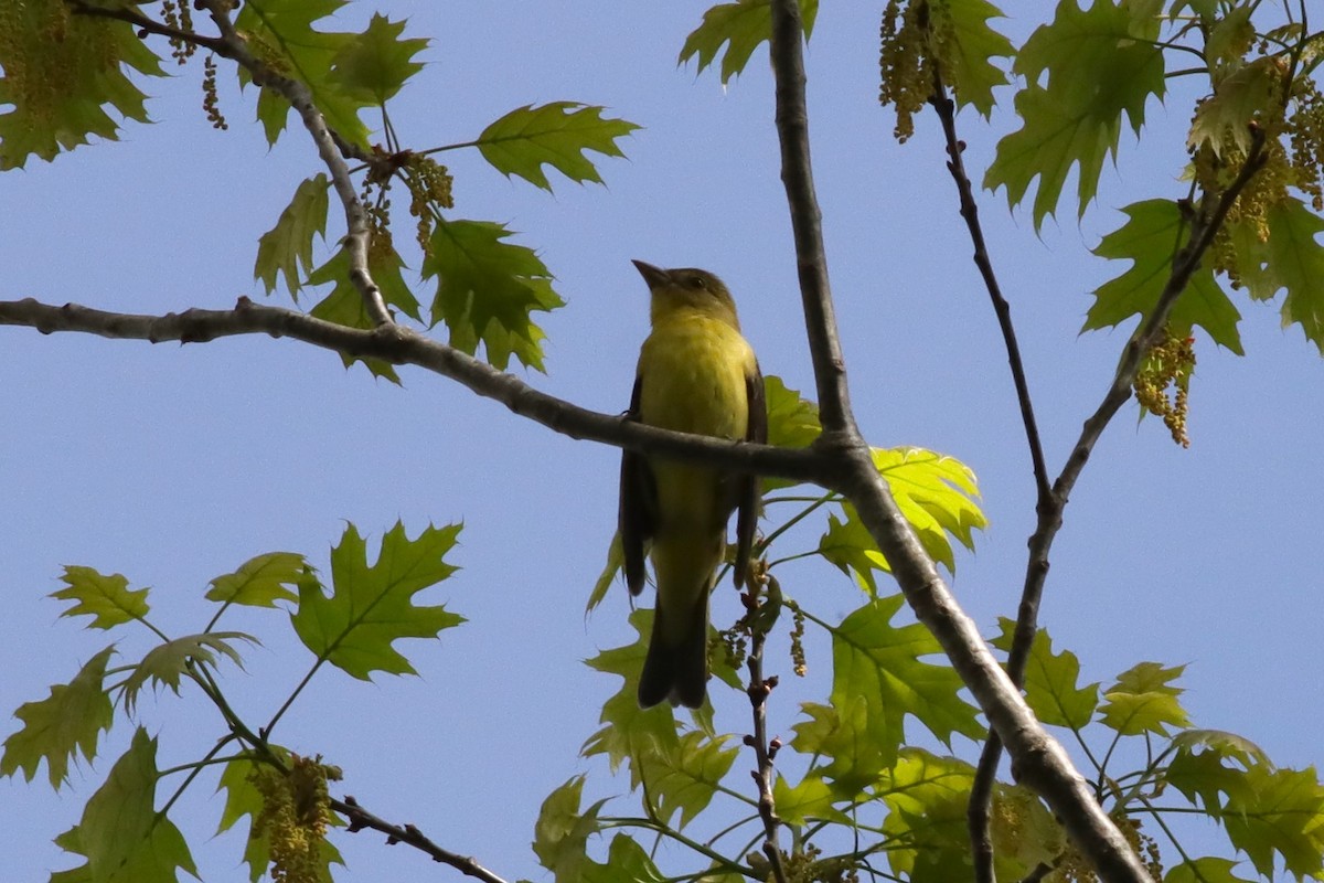 Piranga écarlate - ML619367962