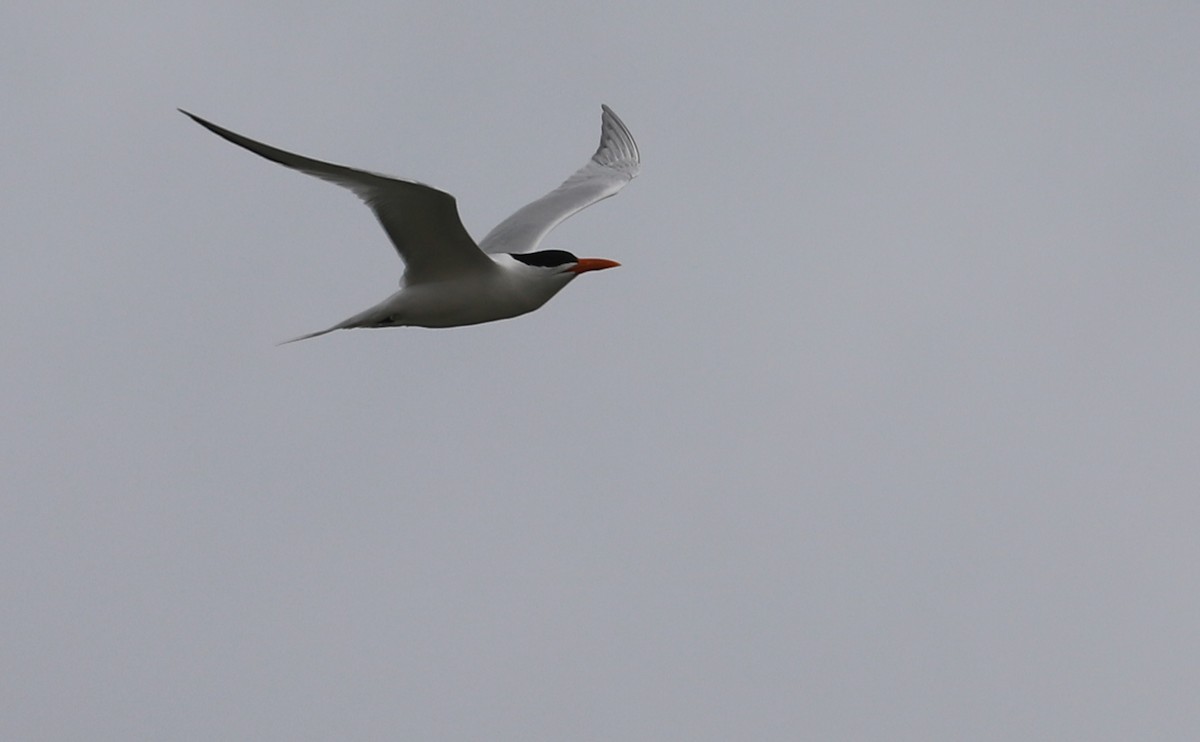 Royal Tern - ML619367963