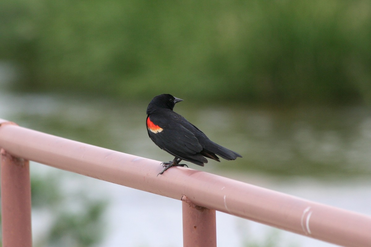 Red-winged Blackbird - Nancy Davis