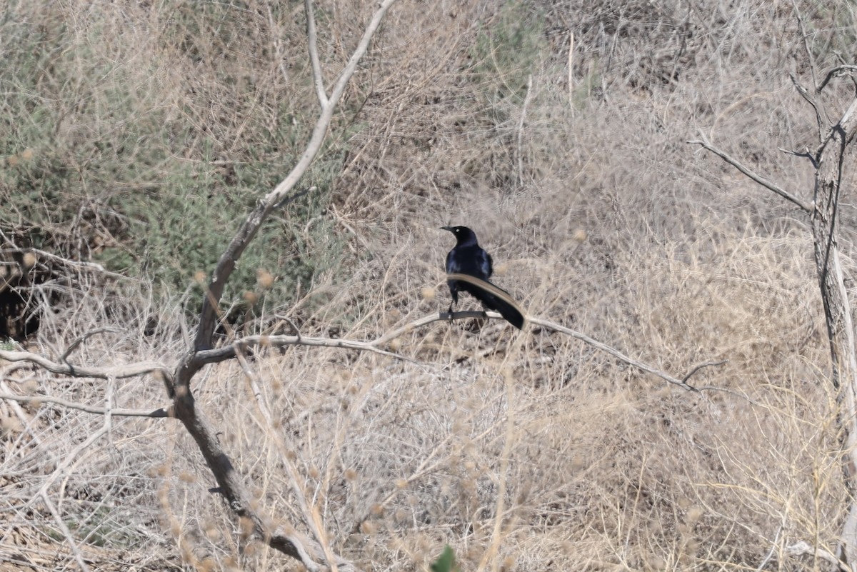 Great-tailed Grackle (Great-tailed) - ML619367988