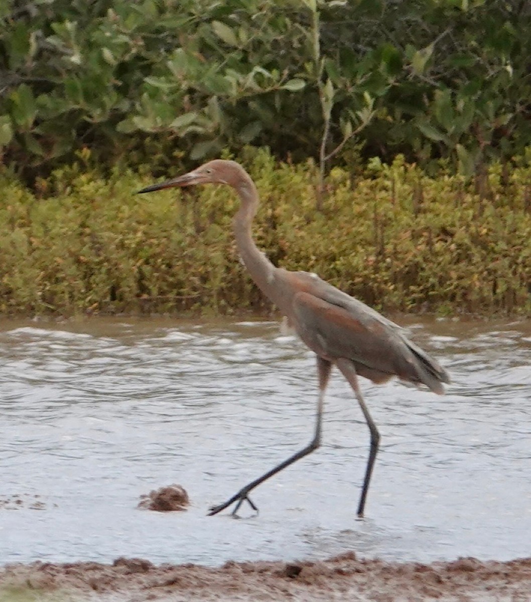 Reddish Egret - Eric Hough