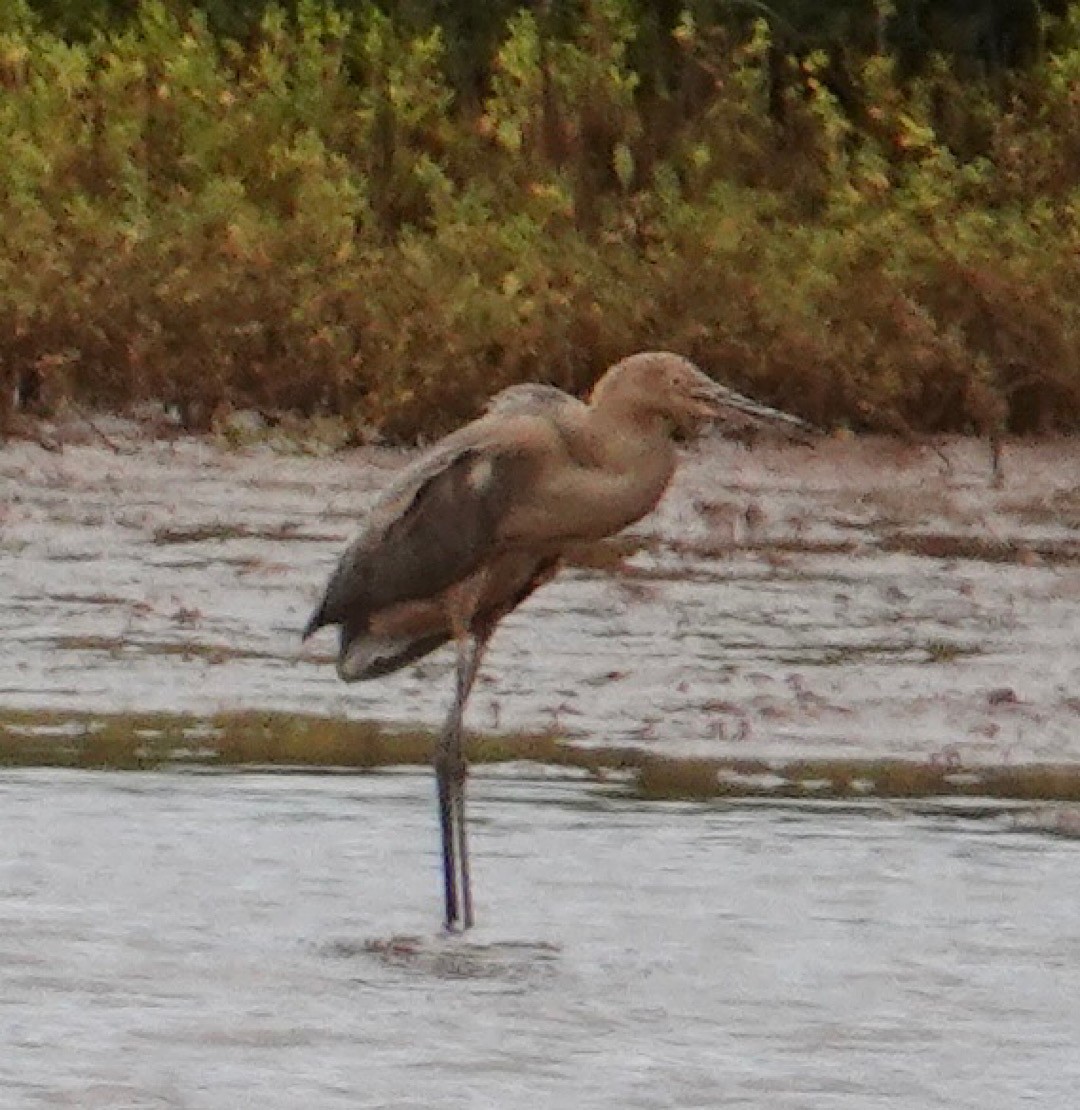 Reddish Egret - Eric Hough