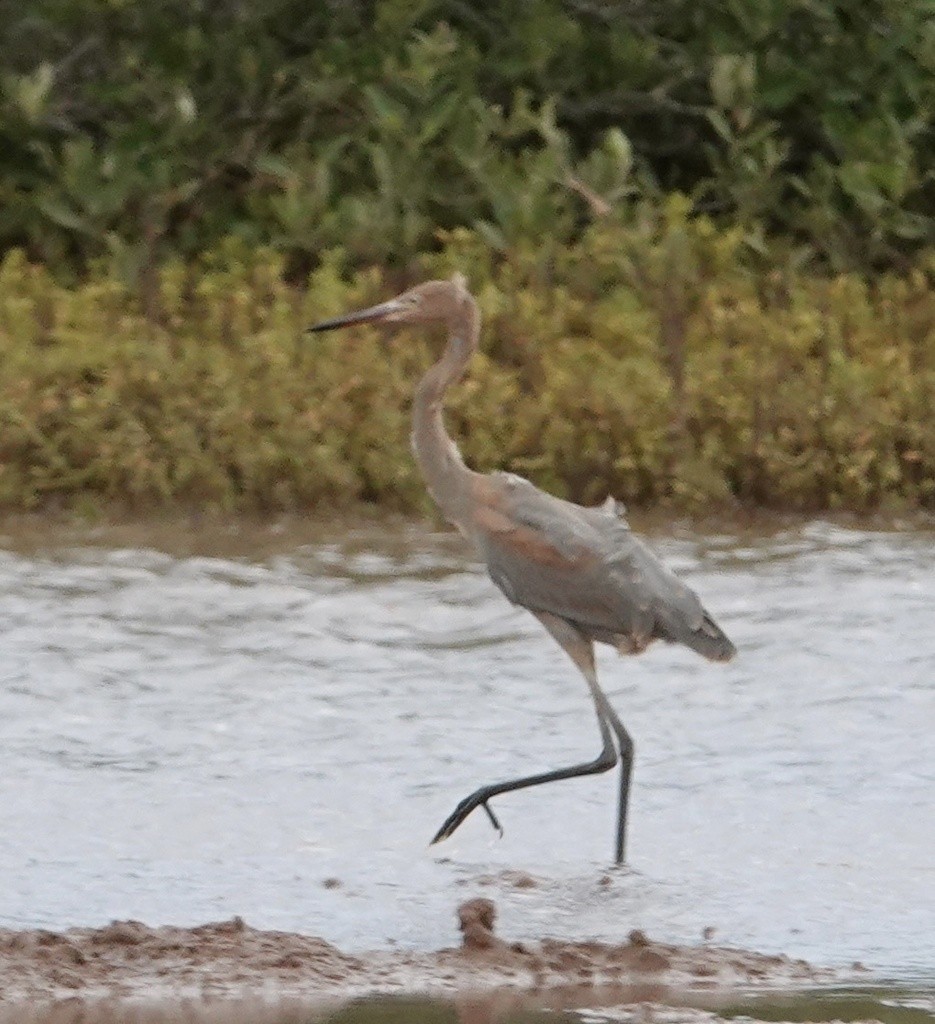 Reddish Egret - Eric Hough