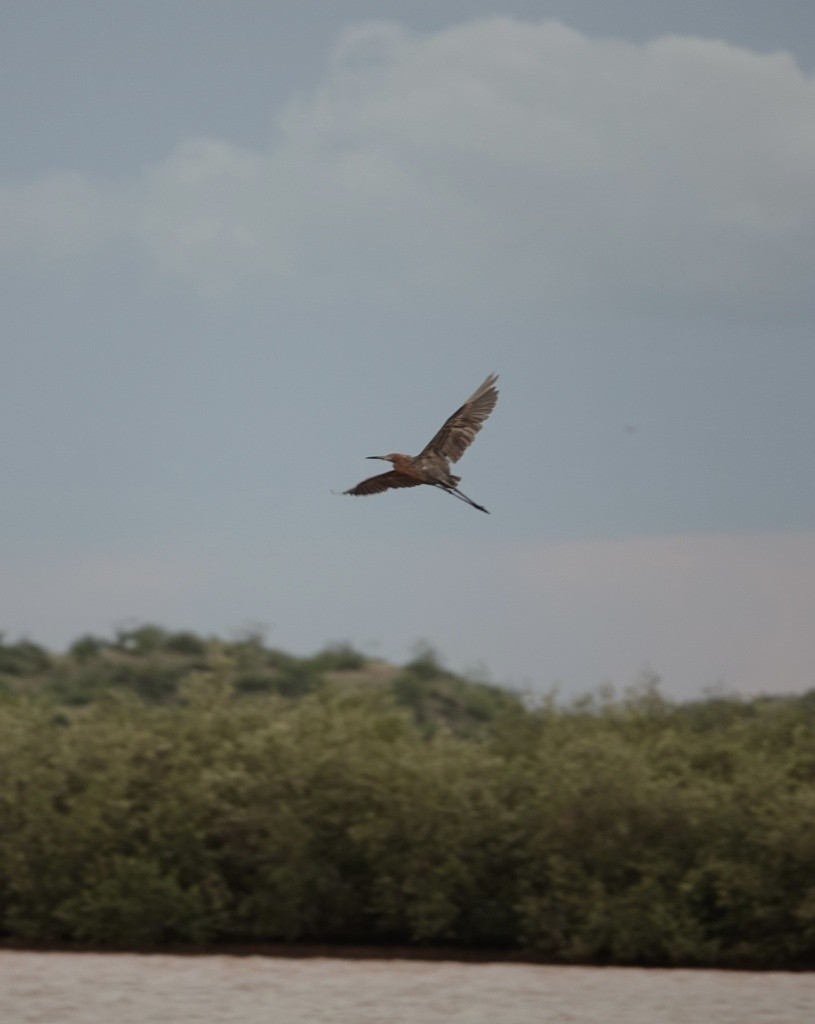 Reddish Egret - Eric Hough