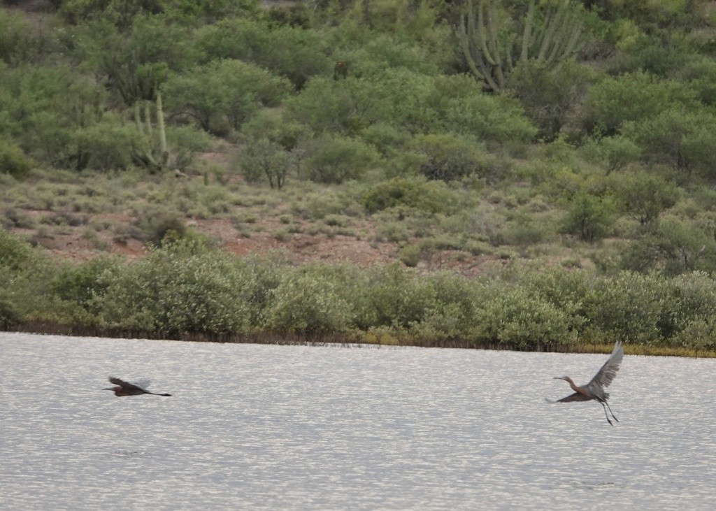 Reddish Egret - Eric Hough