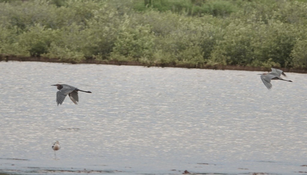 Reddish Egret - Eric Hough