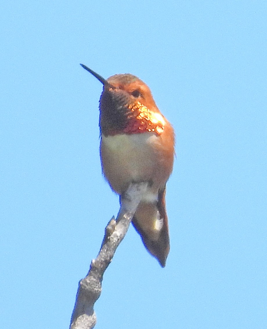 Colibrí Rufo - ML619368021