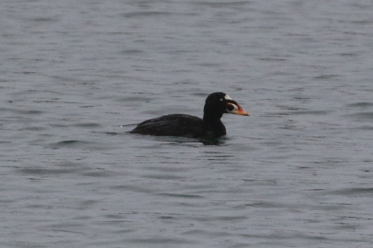 Surf Scoter - Curtis Dowhaniuk