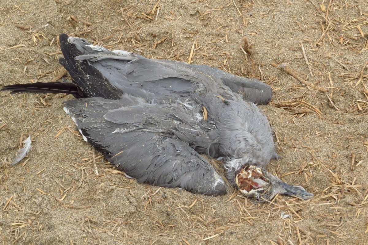 Gray Gull - Gary Prescott