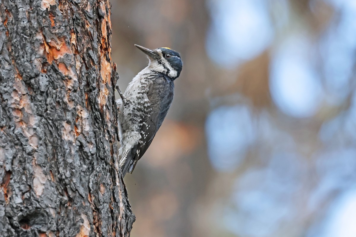 Black-backed Woodpecker - Nathan Wall