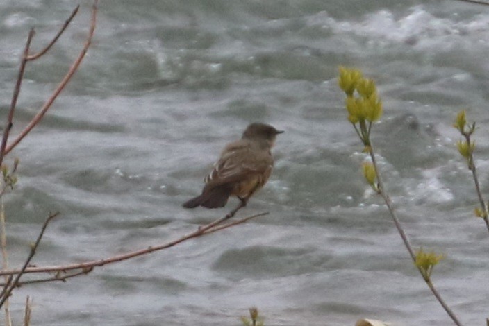 Say's Phoebe - Curtis Dowhaniuk