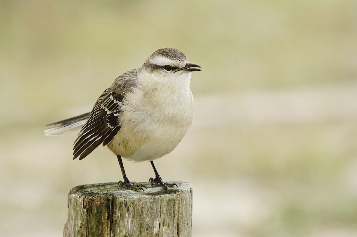 Chalk-browed Mockingbird - Adrian Antunez