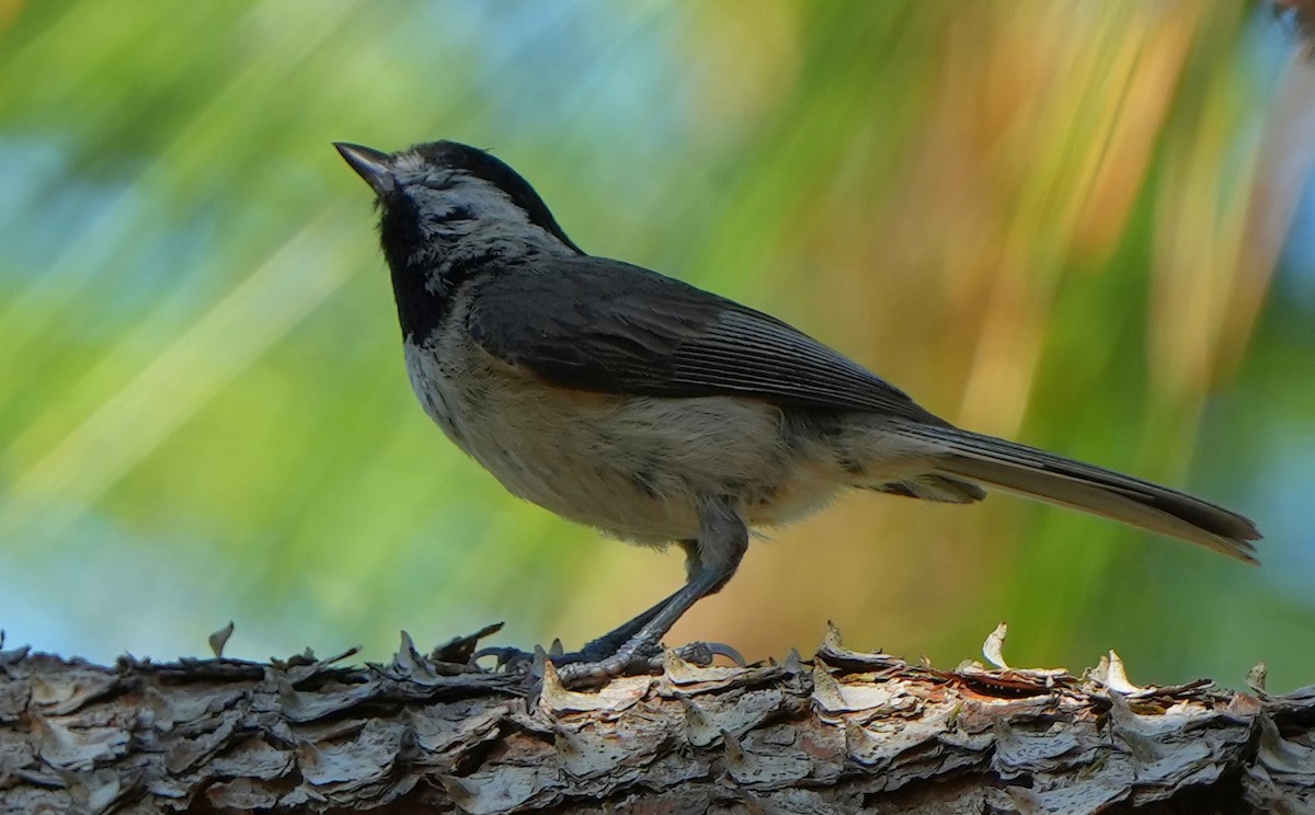 Carolina Chickadee - ML619368040