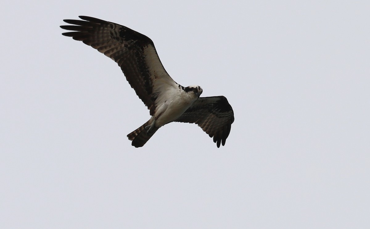 Águila Pescadora (carolinensis) - ML619368043