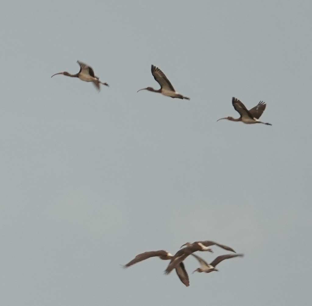 White Ibis - Eric Hough