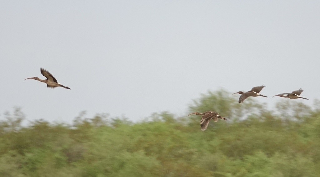 ibis bílý - ML619368063