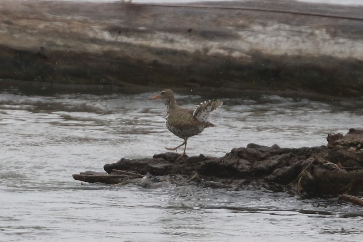 Spotted Sandpiper - Curtis Dowhaniuk