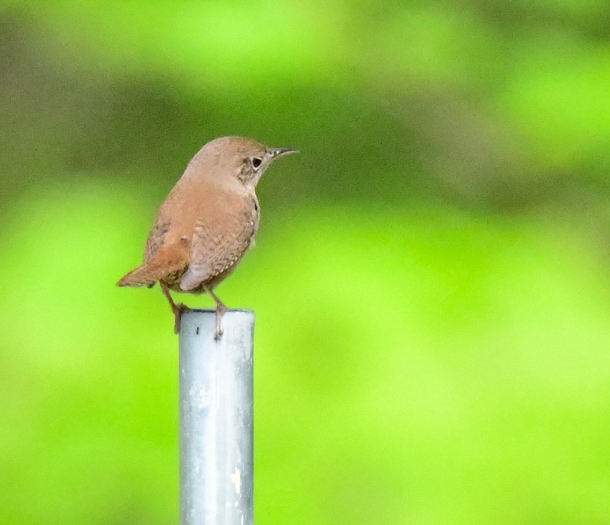 House Wren - mike shaw