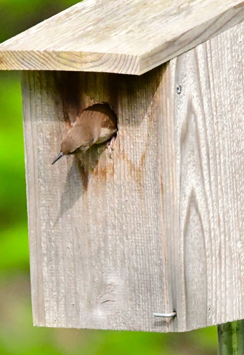 House Wren - mike shaw