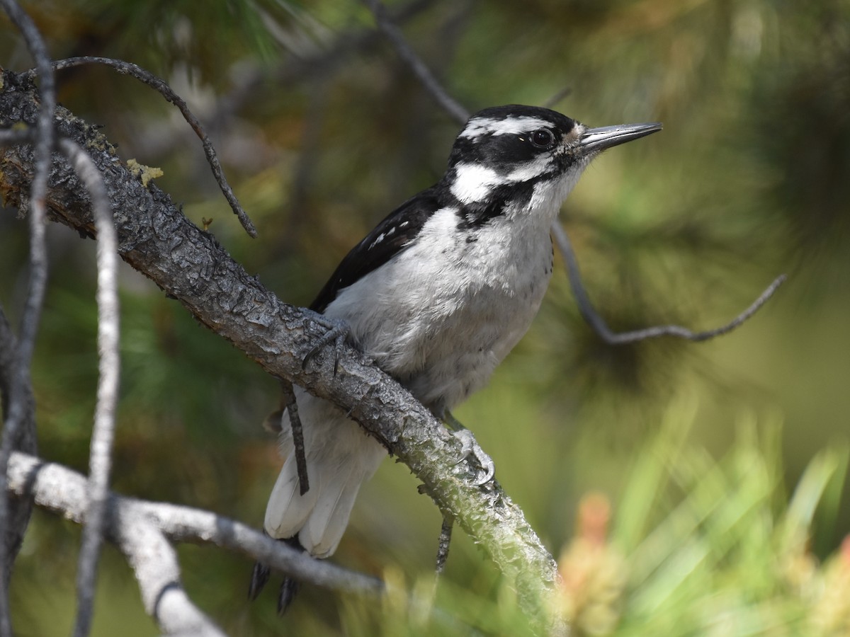 Hairy Woodpecker - ML619368113