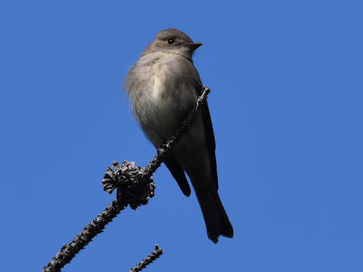 Western Wood-Pewee - David Gallagher