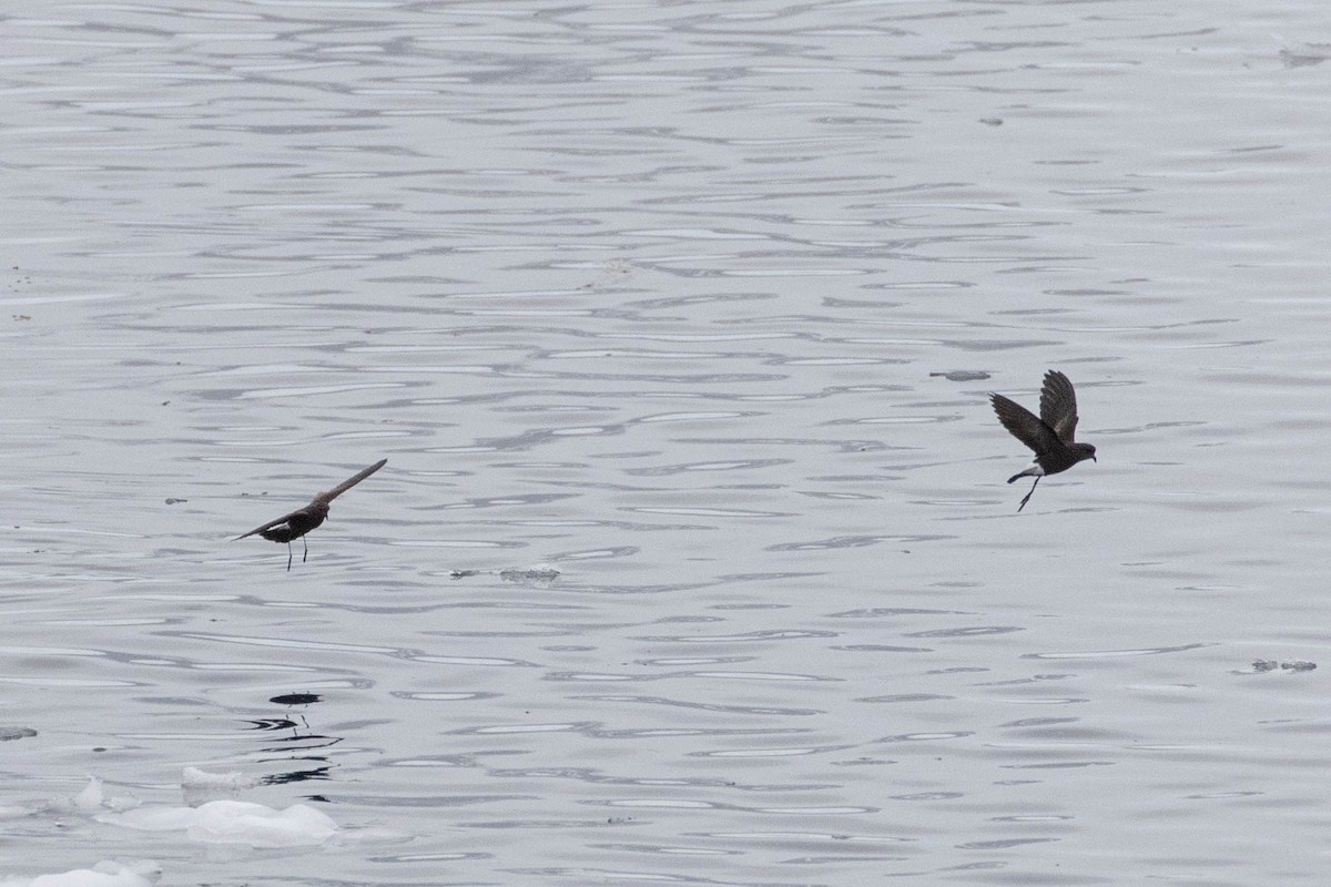 Wilson's Storm-Petrel - Denis Corbeil