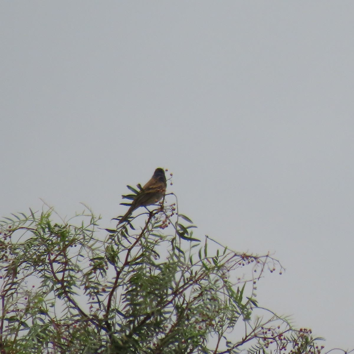 Blue Grosbeak - Brian Nothhelfer