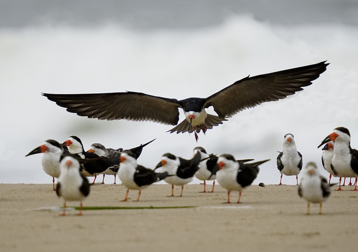 Black Skimmer (cinerascens) - ML619368148