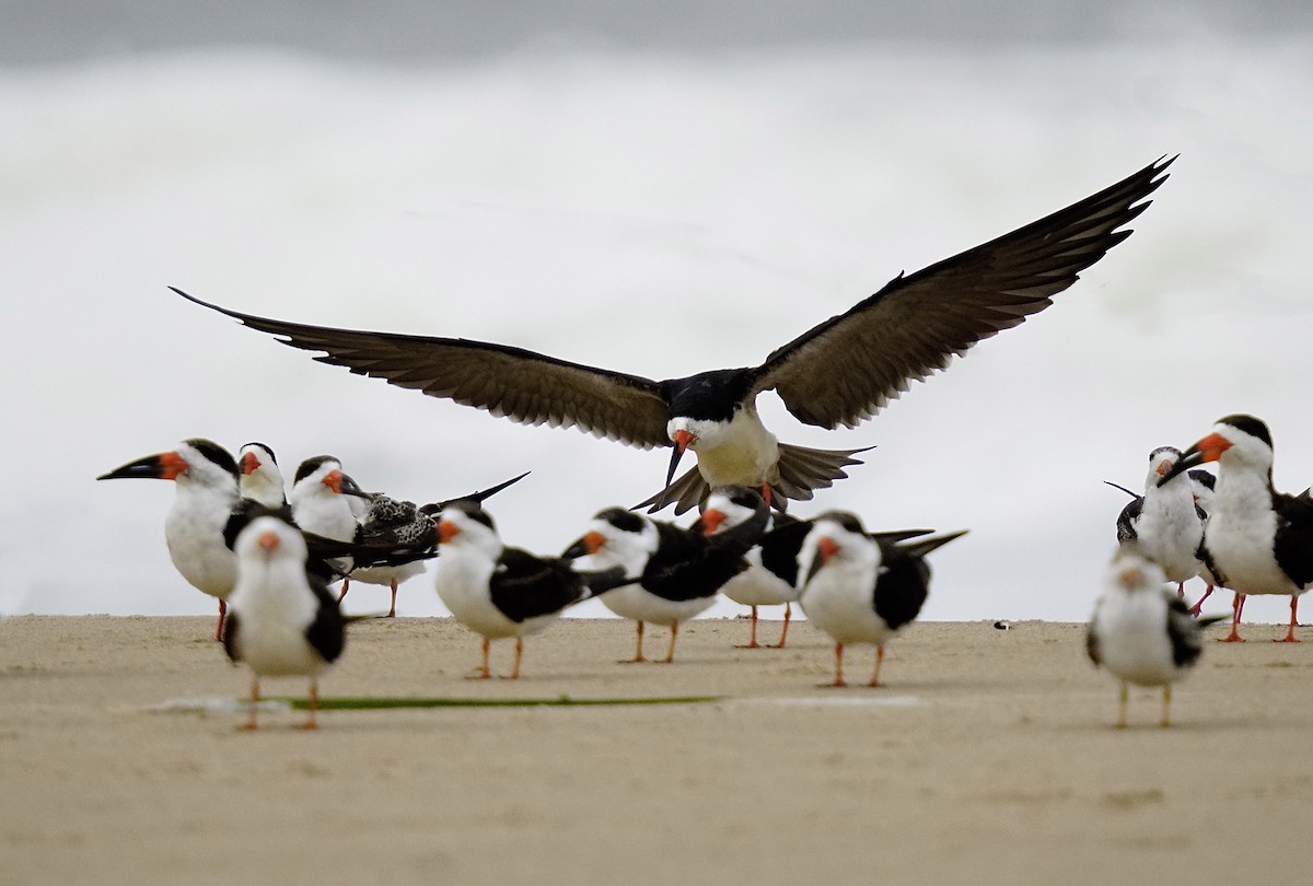 Black Skimmer (cinerascens) - ML619368150