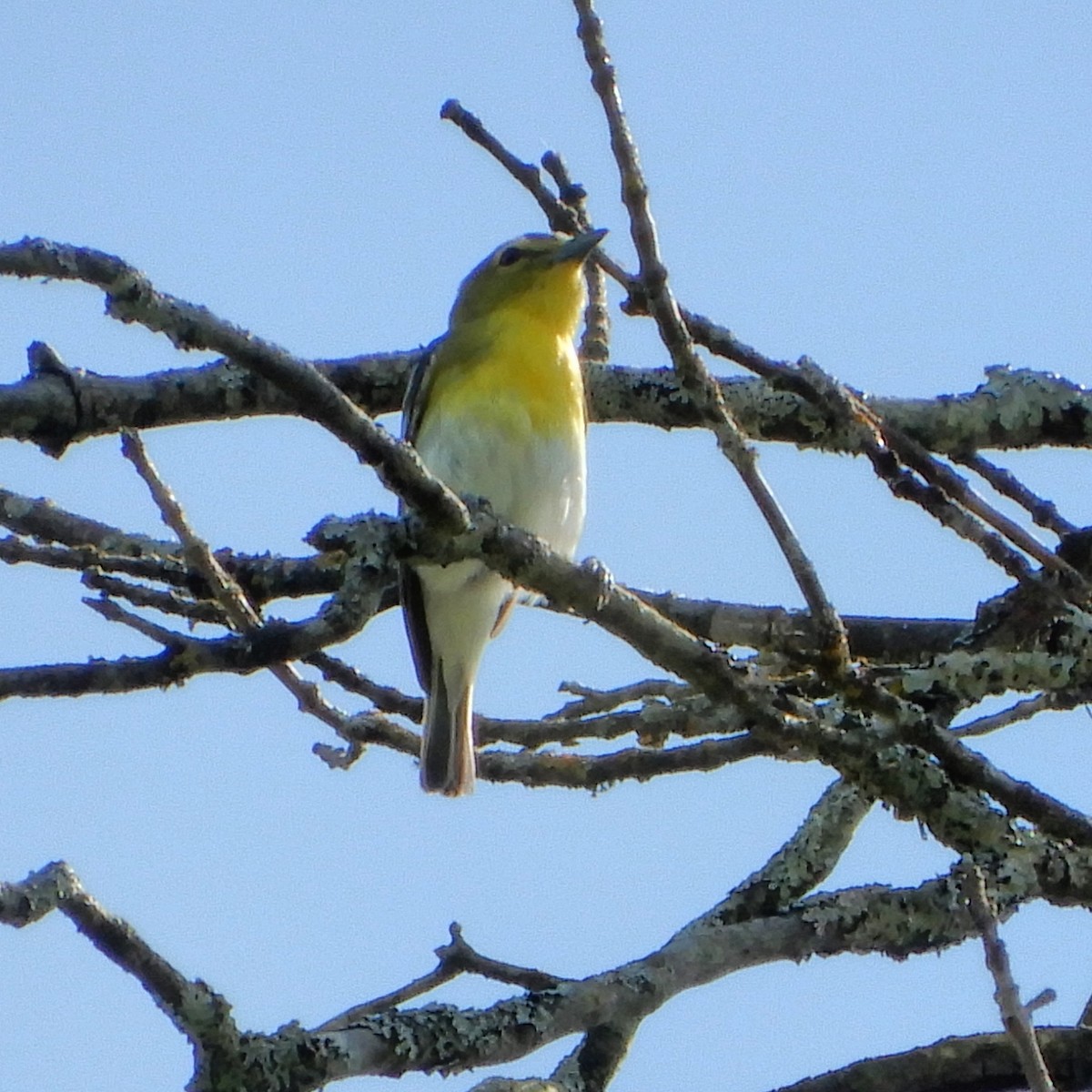 Vireo Gorjiamarillo - ML619368151