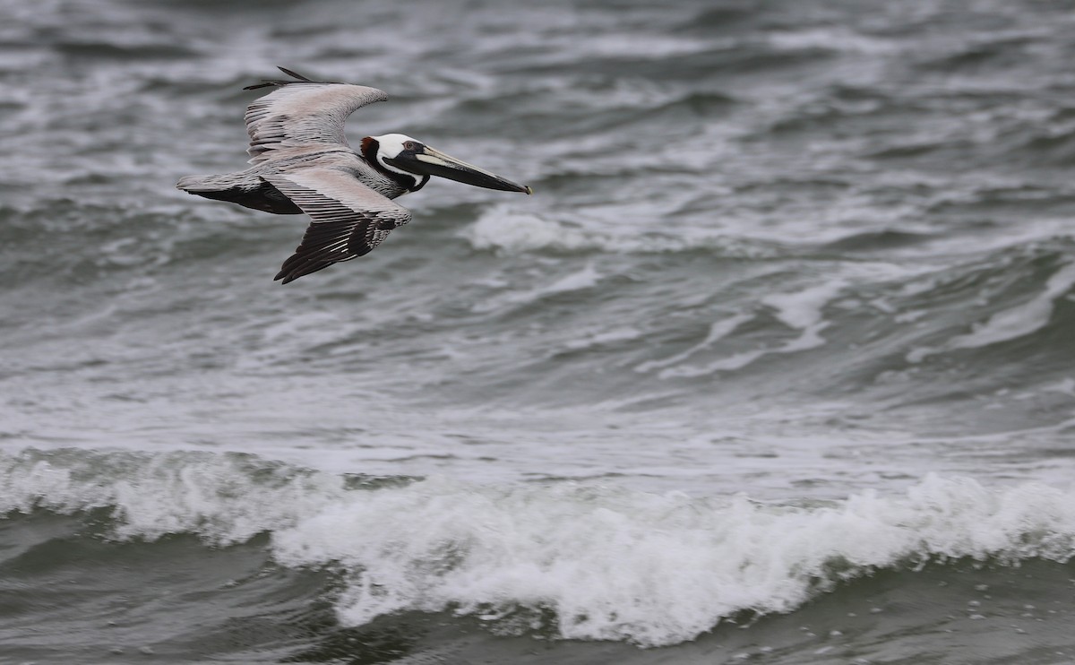 Brown Pelican - Rob Bielawski