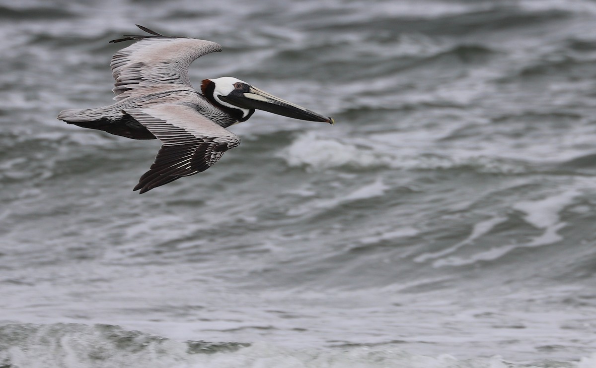 Brown Pelican - Rob Bielawski