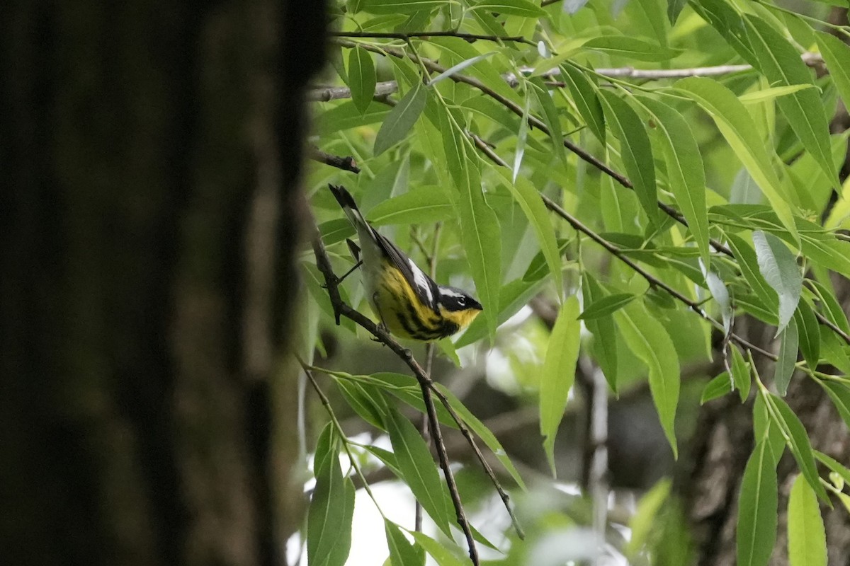 Magnolia Warbler - Matt Myers