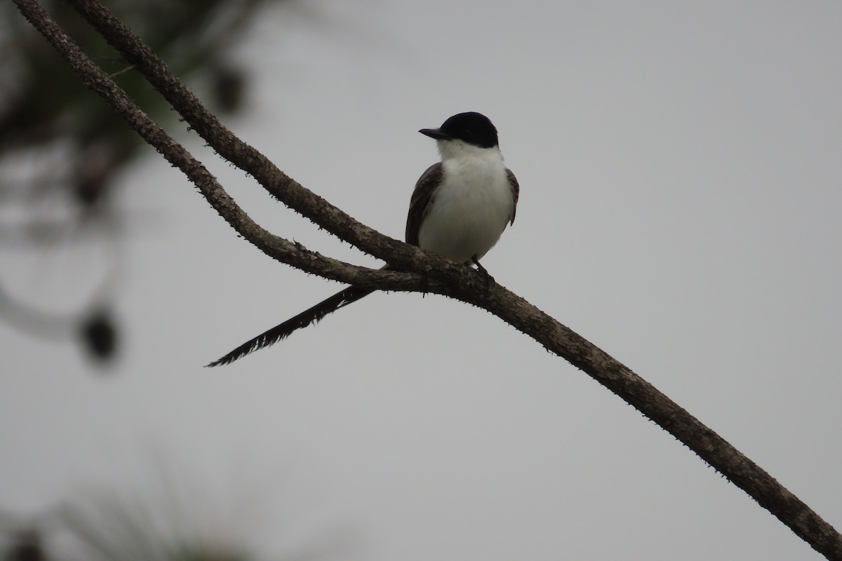 Fork-tailed Flycatcher - David Brinkman