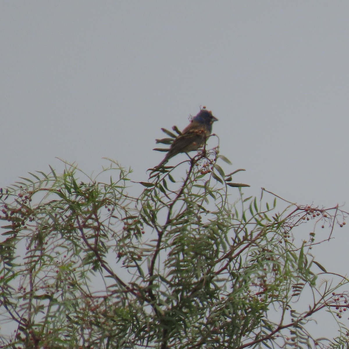 Blue Grosbeak - Brian Nothhelfer