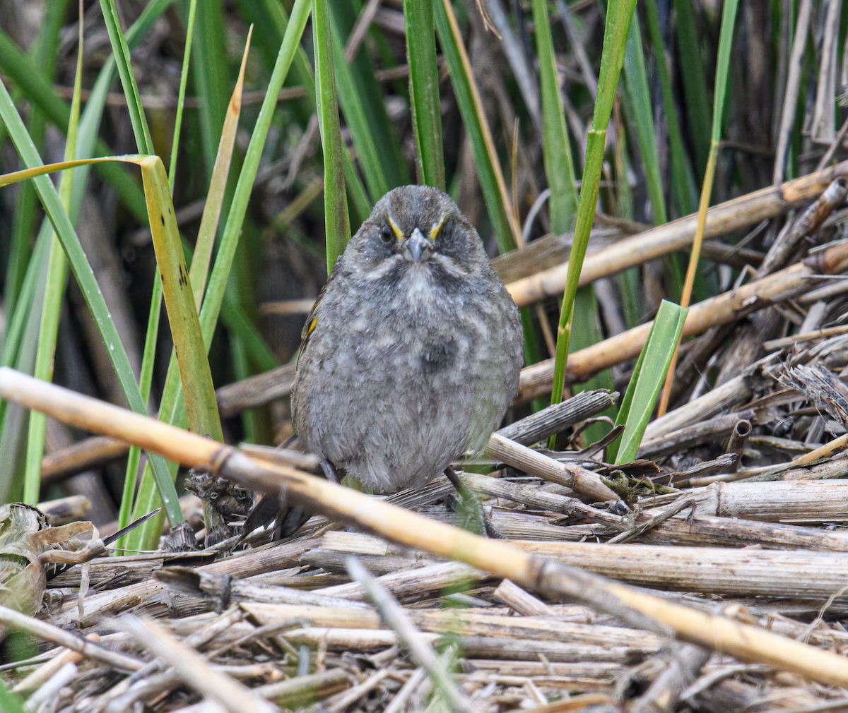 Seaside Sparrow - Bert Filemyr